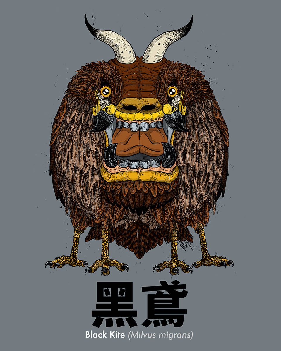 Black Kite